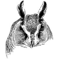 hibou moyen duc  (Dessin Philippe Gayet)